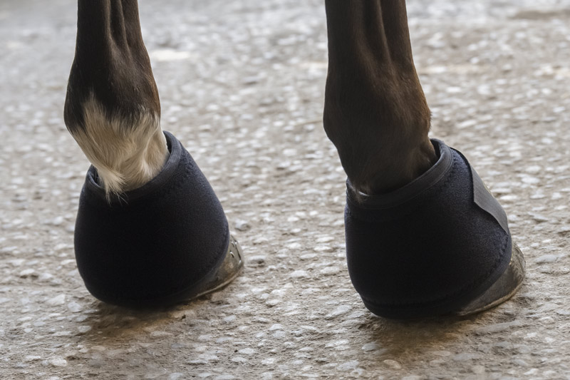 Picassoforhorses_cloche_05.webp