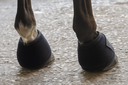 Picassoforhorses_cloche_05.webp