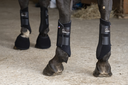 Picassoforhorses_Ounsia_01.webp