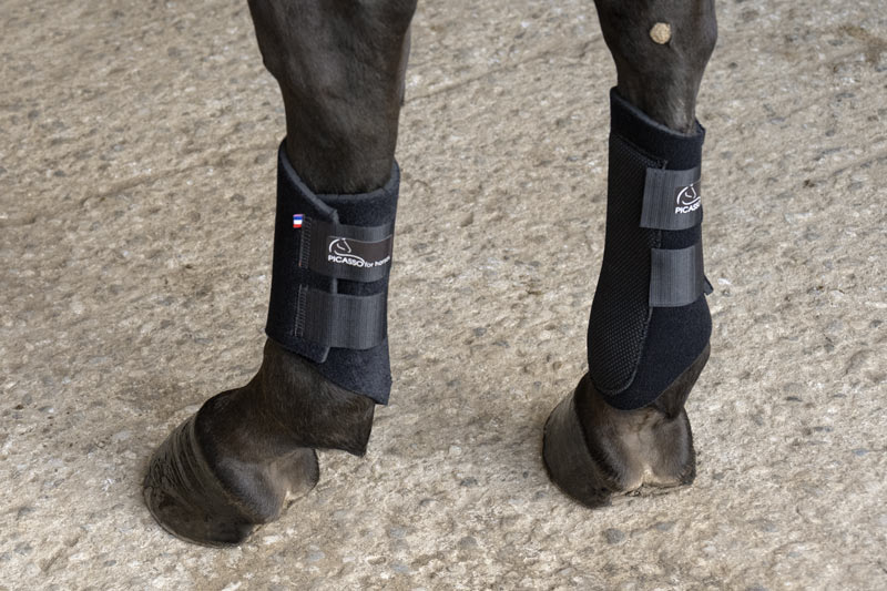 Picassoforhorses_Ounsia_02.webp
