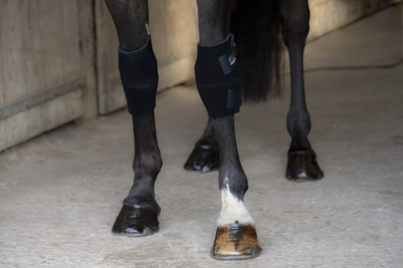 Picassoforhorses_protège_genoux_01.webp